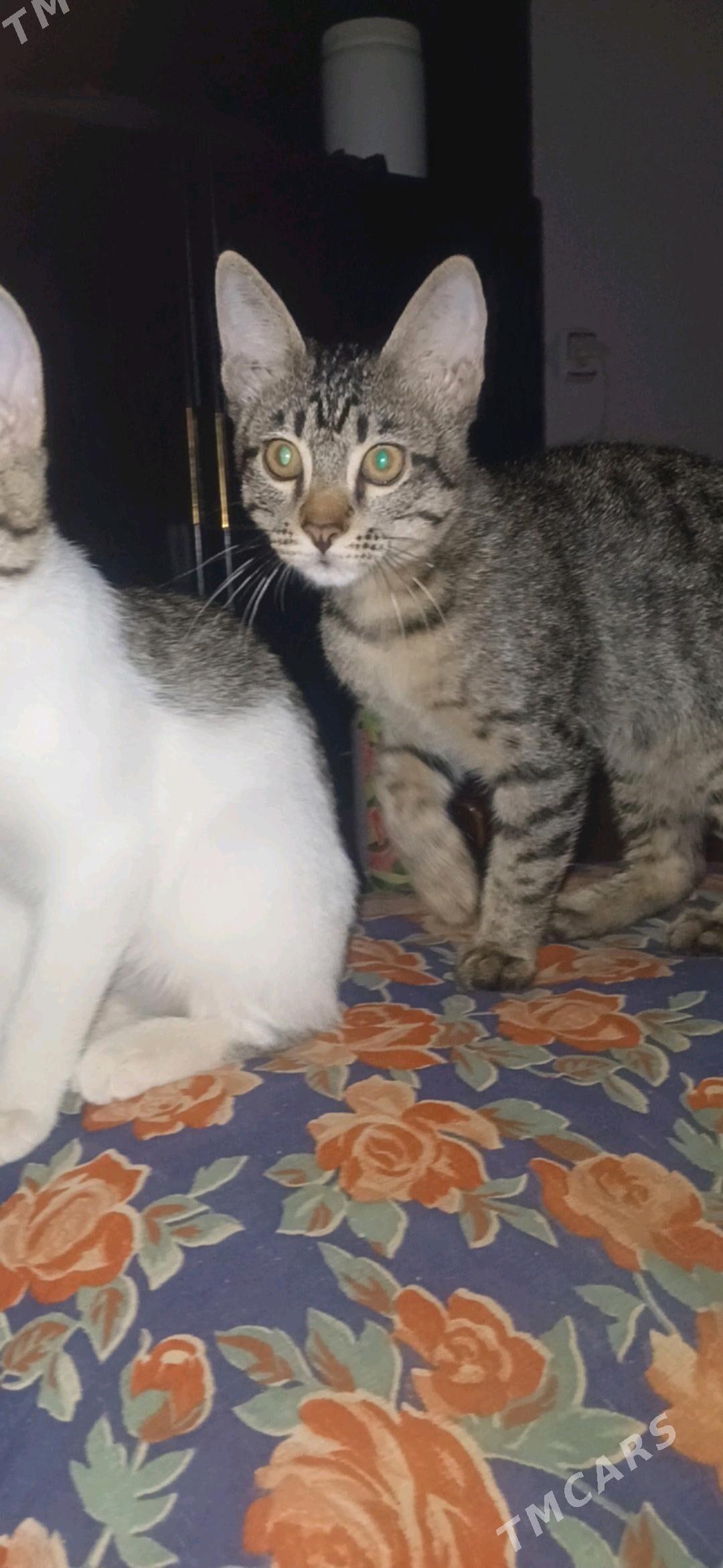 Pisijek - Гёкдепе - img 2