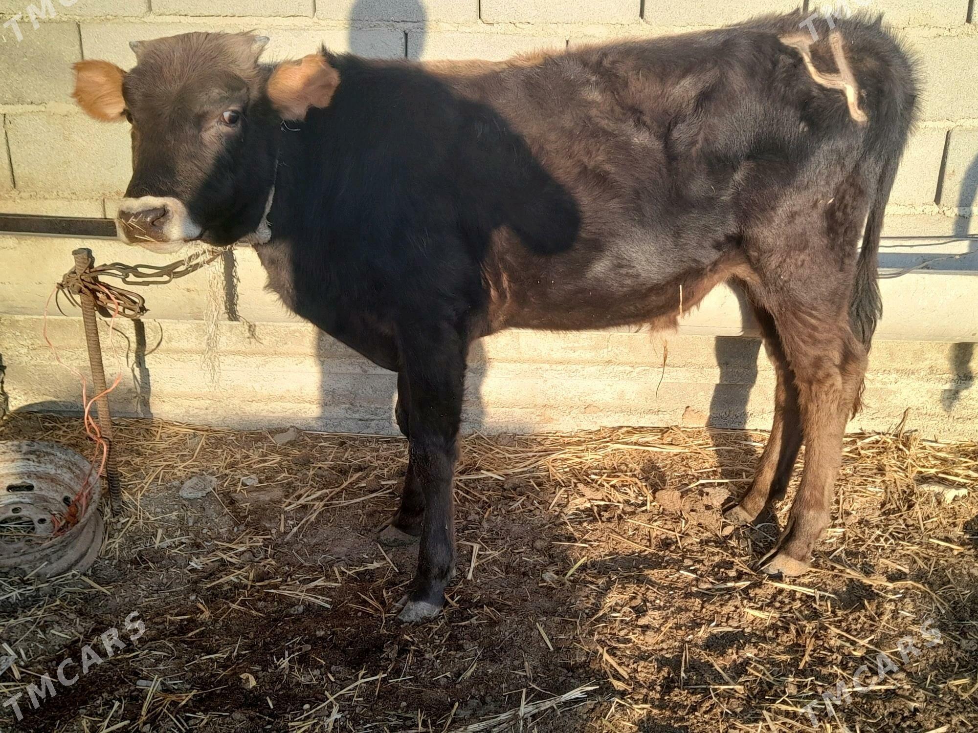 3 okuz - Gyzylarbat - img 5