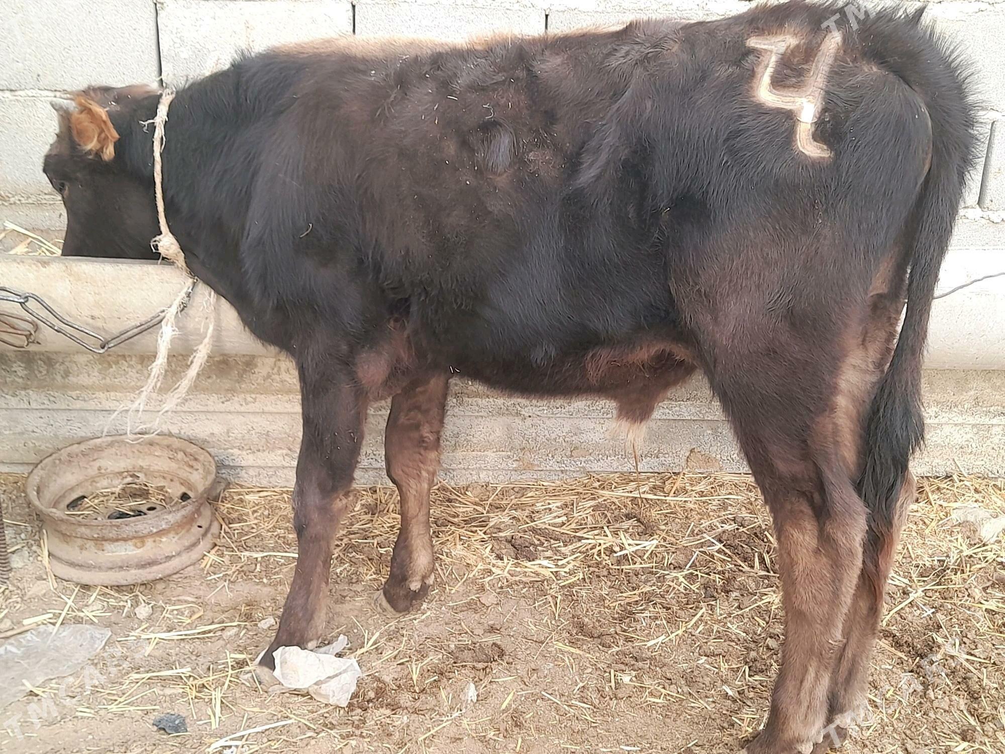 3 okuz - Gyzylarbat - img 3