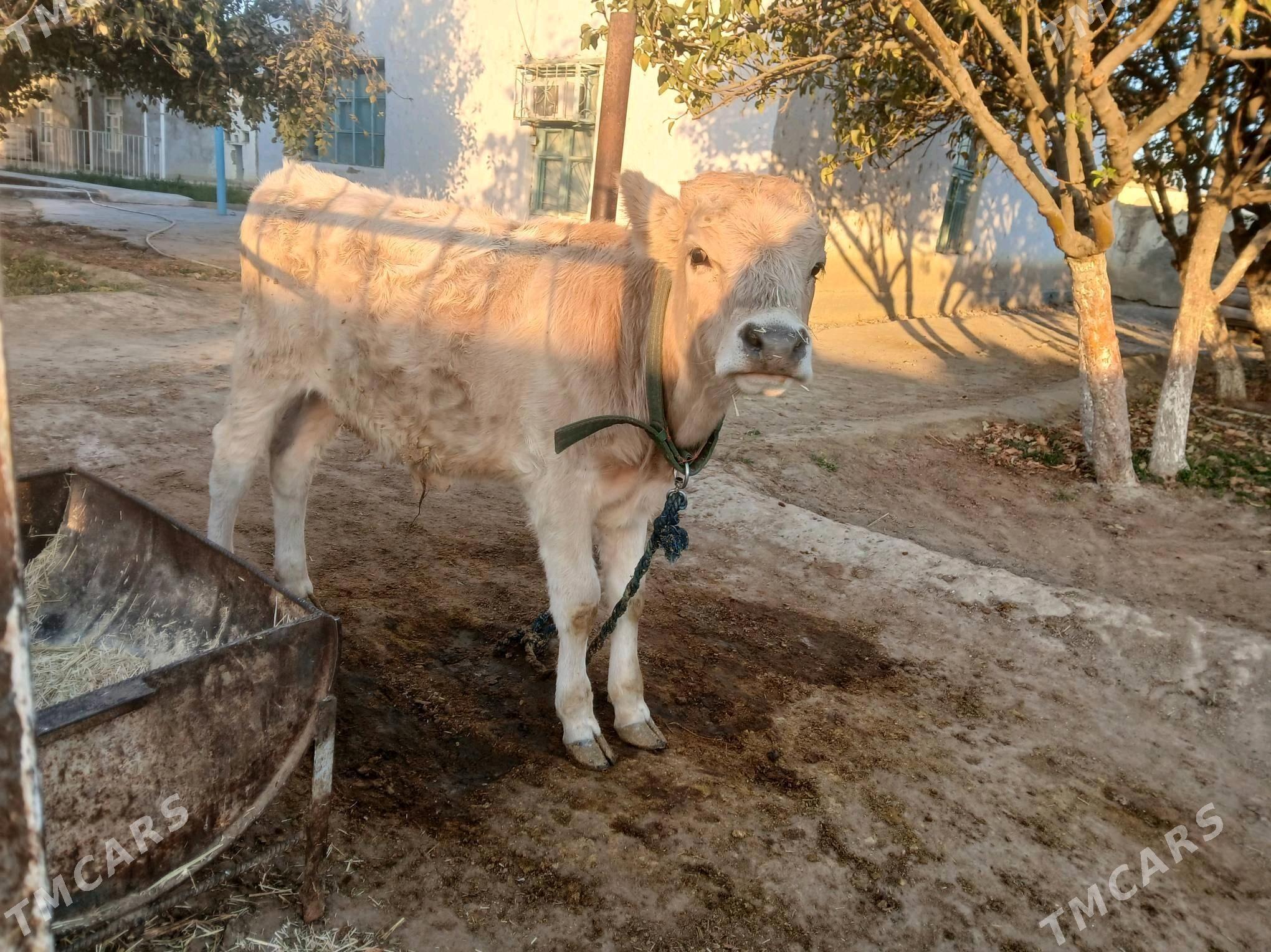 öküzler tohum - Bäherden - img 2