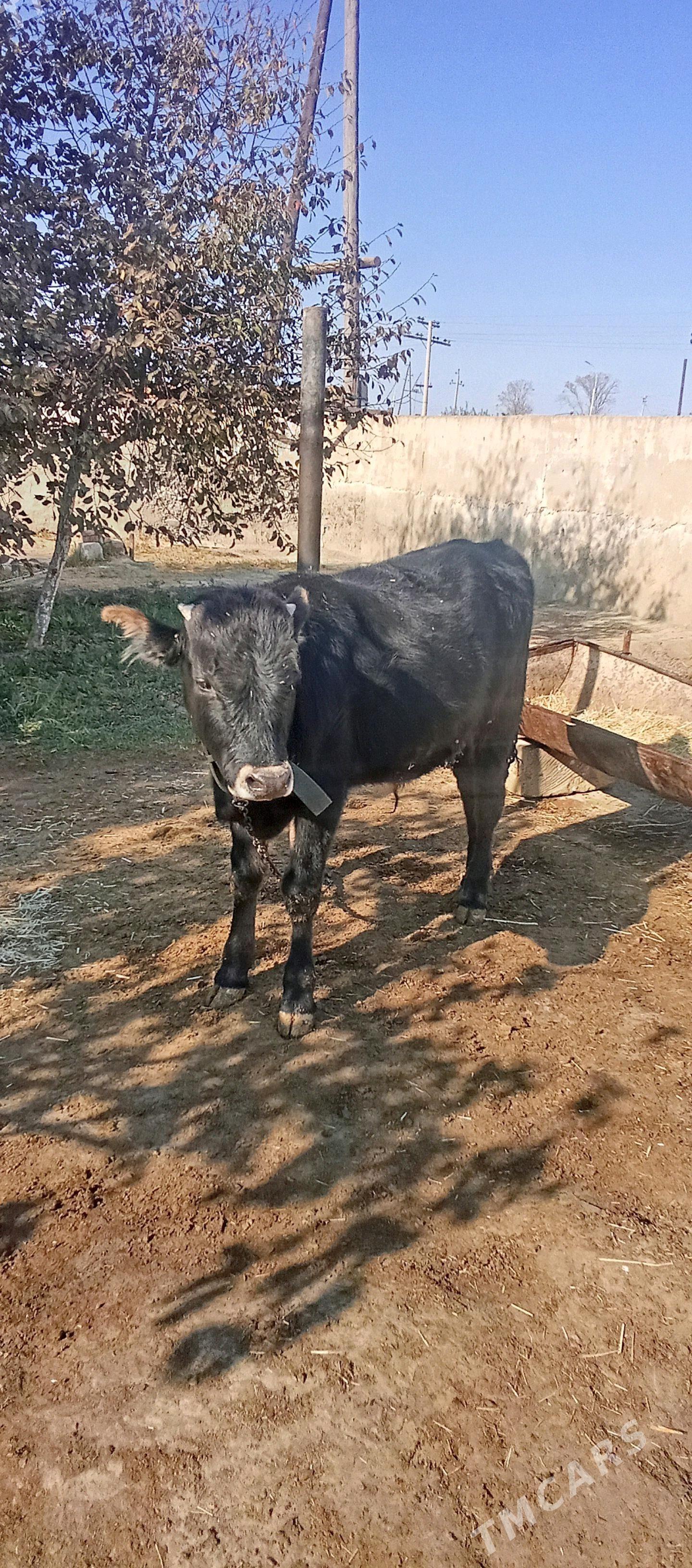 öküzler tohum - Bäherden - img 1