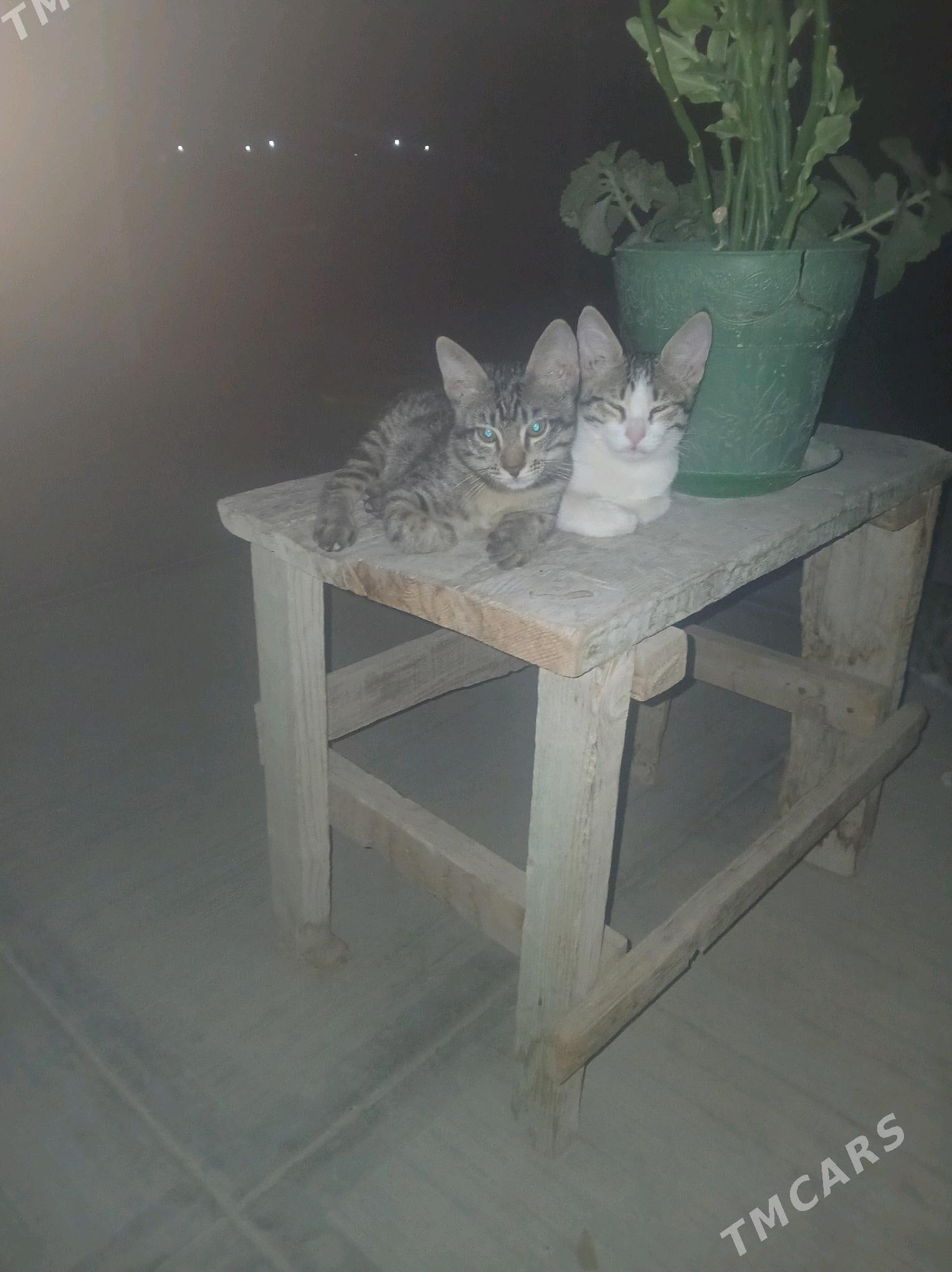 Pisijek - Гёкдепе - img 3