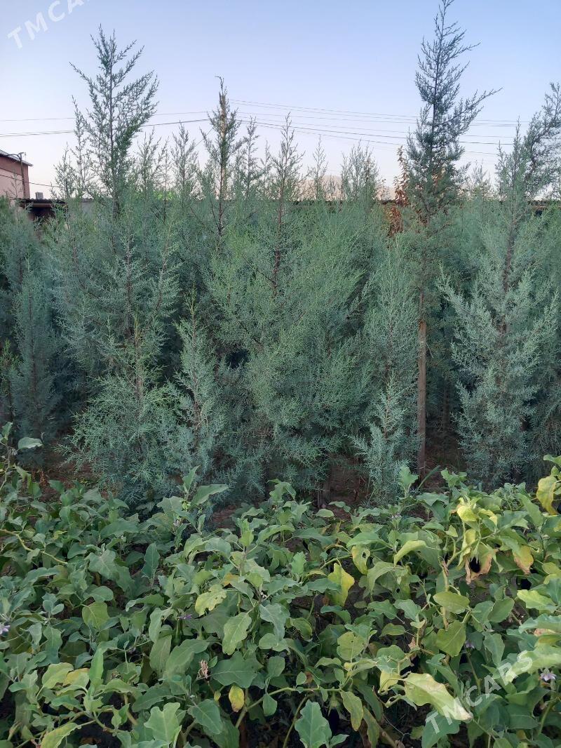 arzonka - Aşgabat - img 1