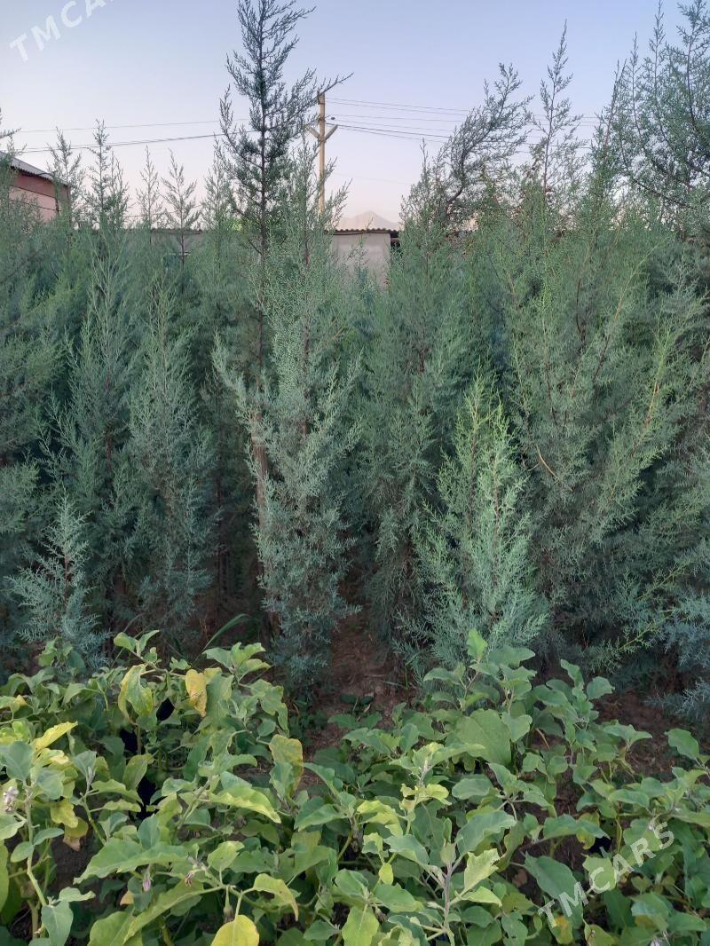 arzonka - Aşgabat - img 2