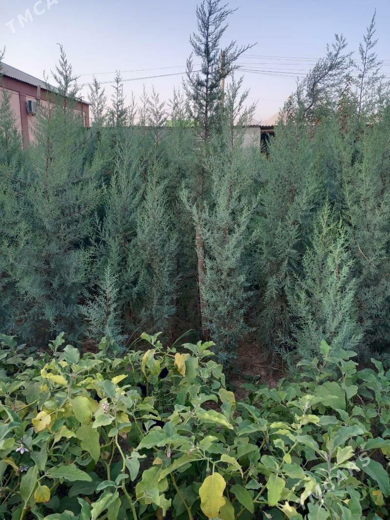 arzonka - Aşgabat - img 3