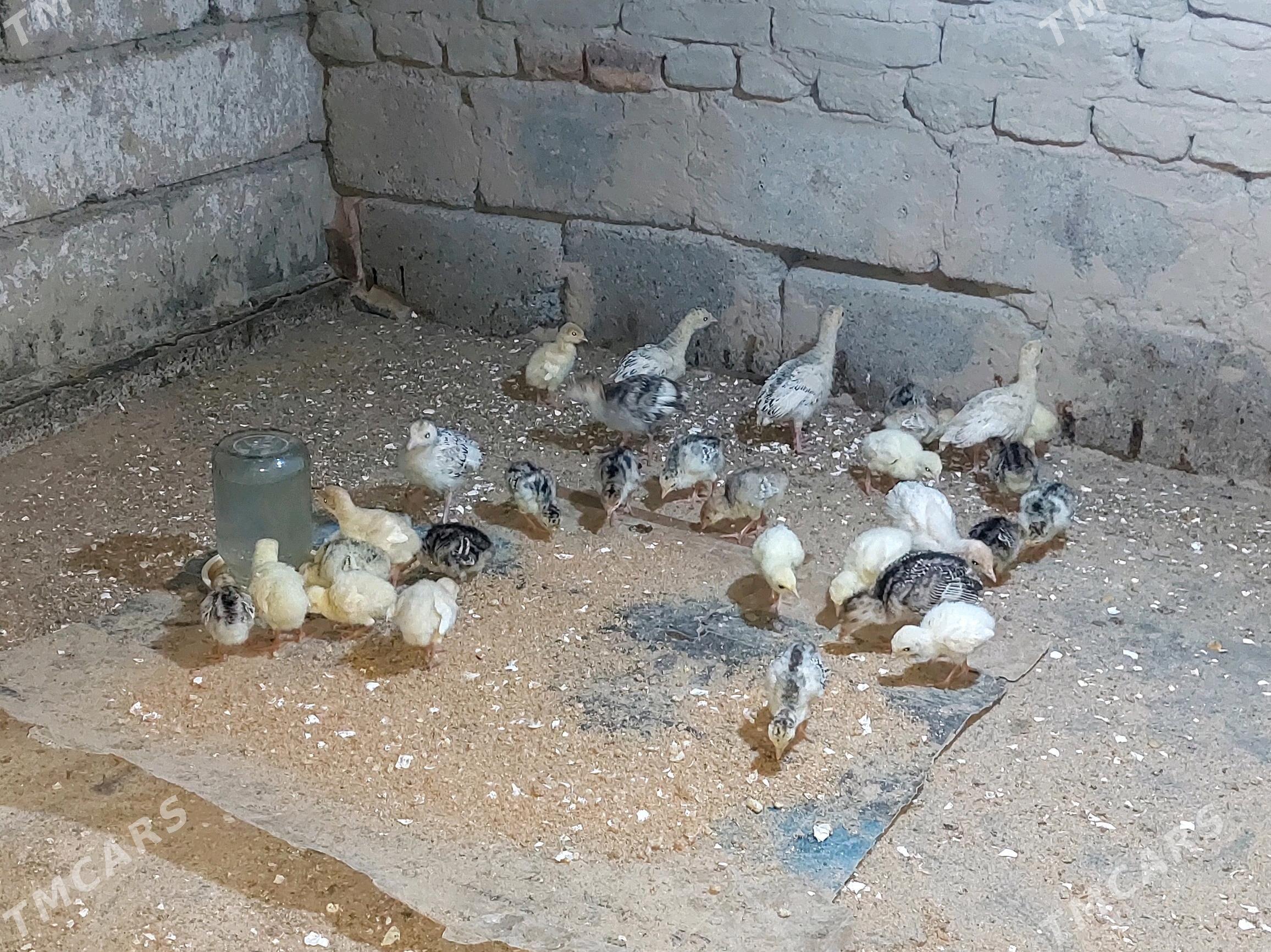 induk jüje - Бахарден - img 1