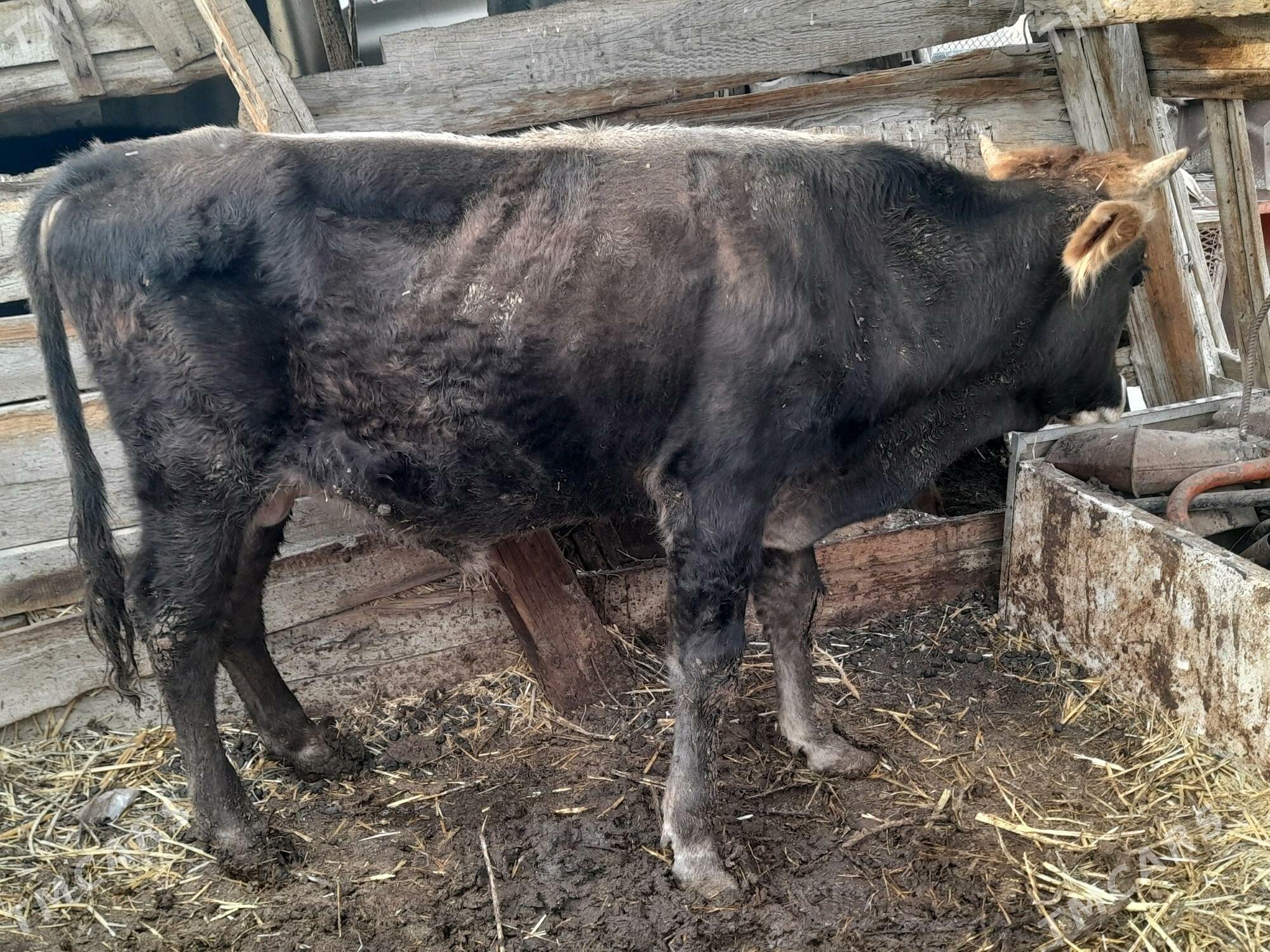 3 okuz - Gyzylarbat - img 9