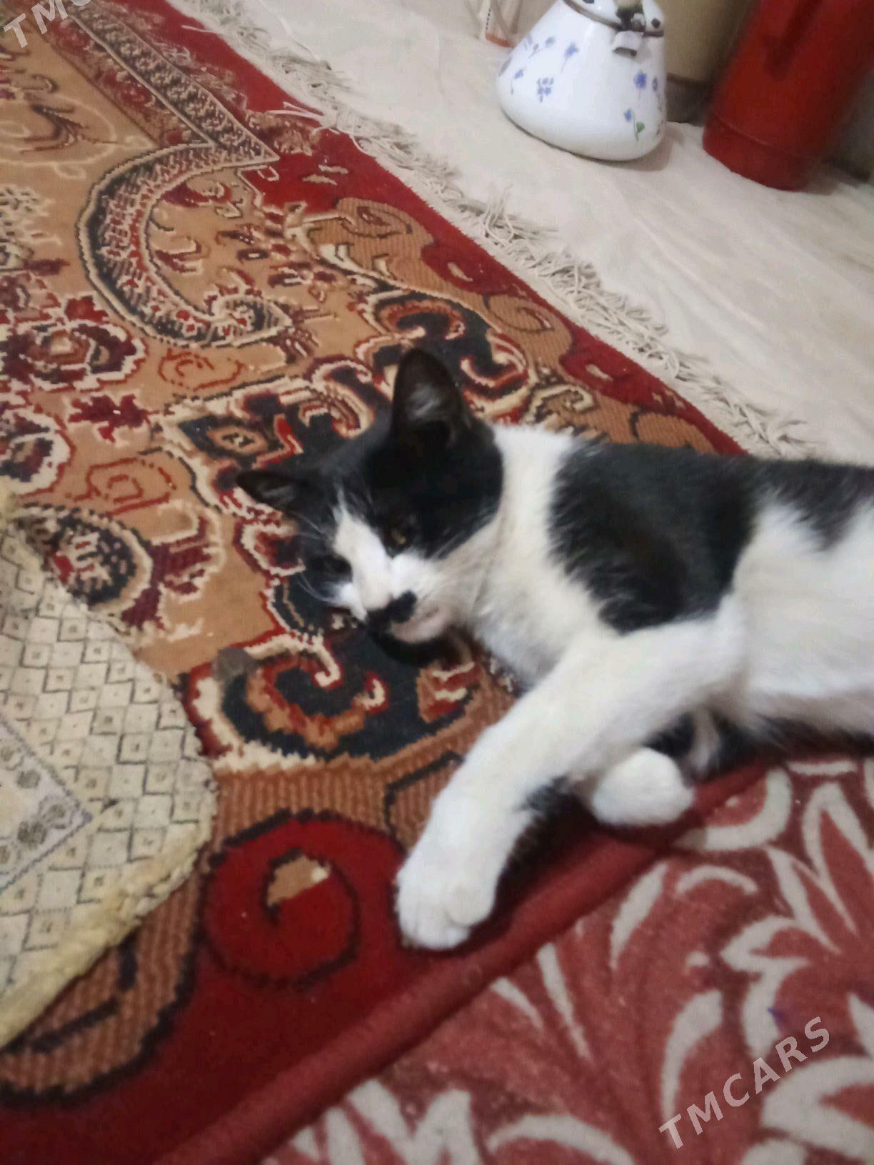 pişik - Wekilbazar - img 1