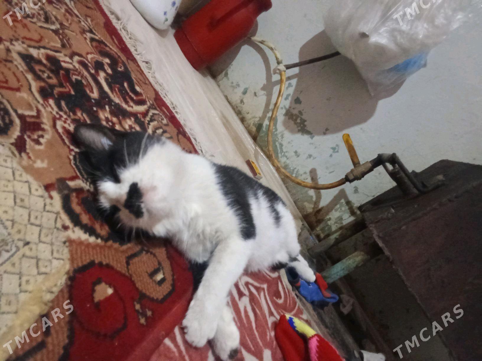 pişik - Wekilbazar - img 3