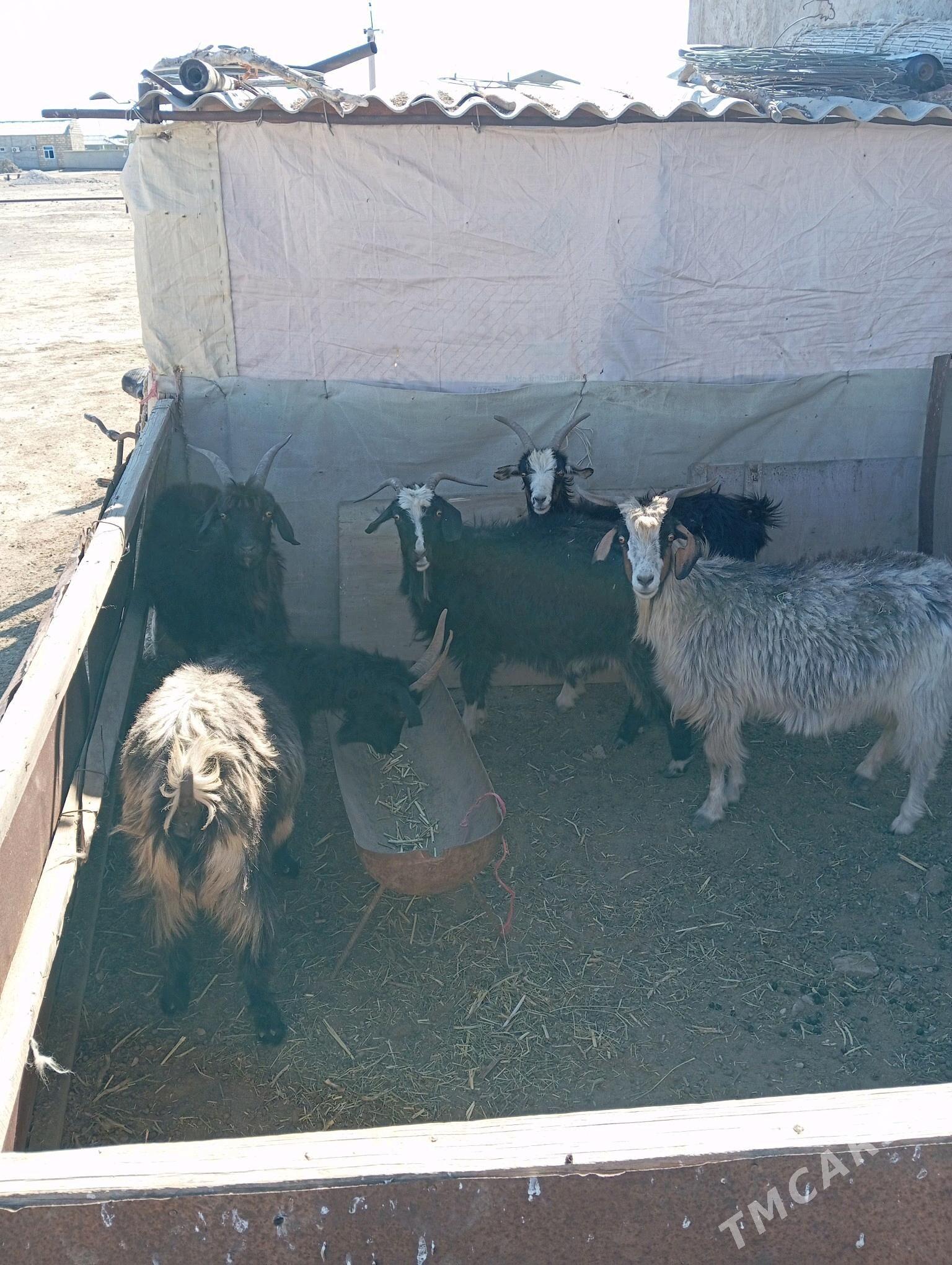 geci goyun cevis - Эсенгулы - img 1