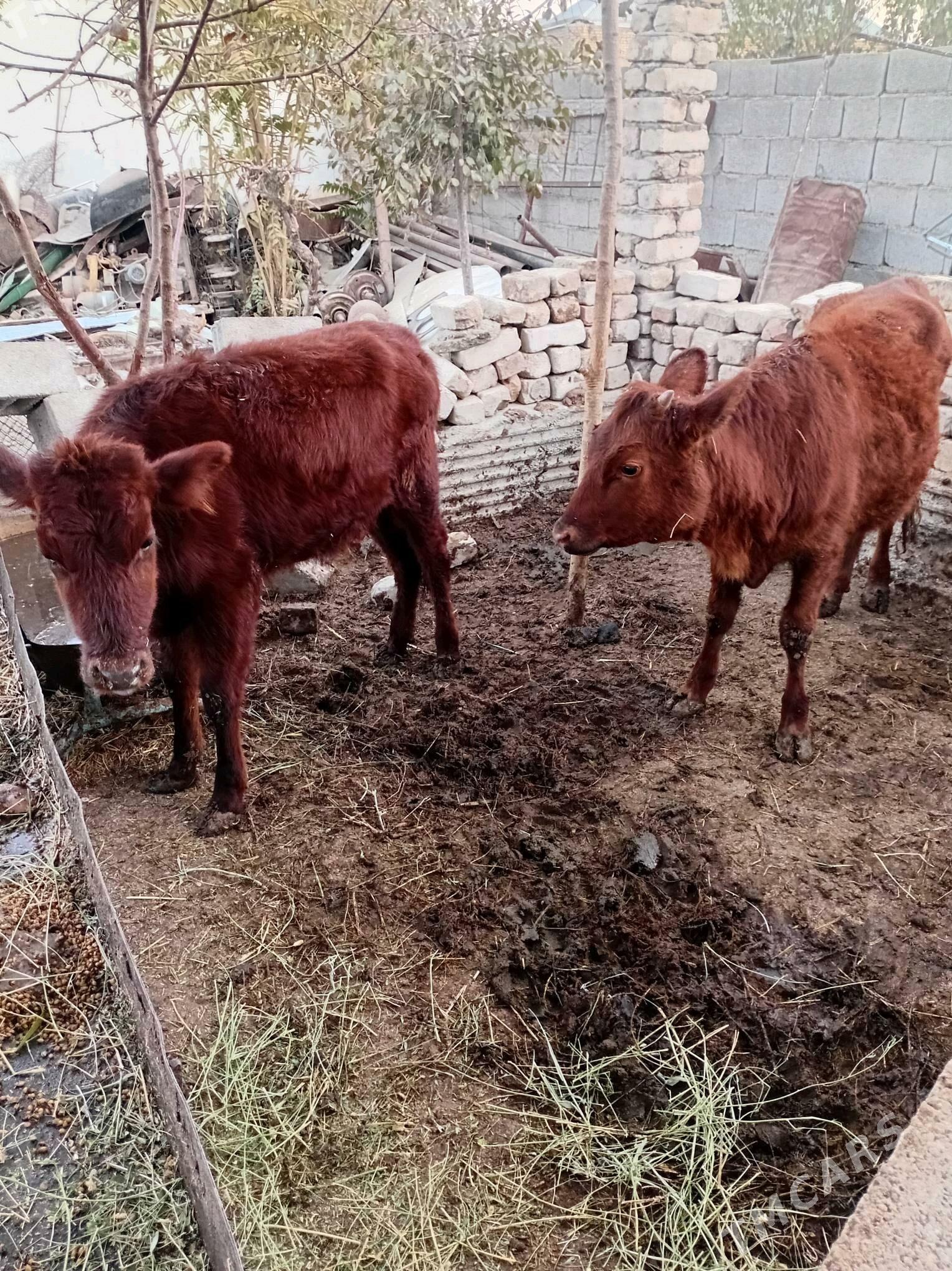 tuwe - Бахарден - img 3