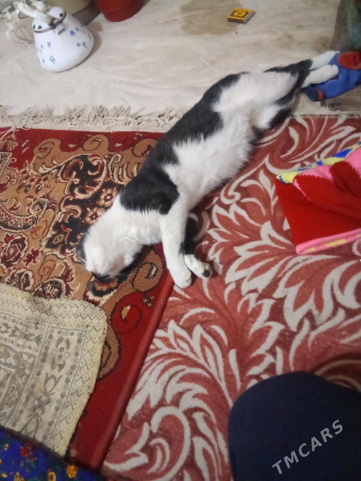 pişik - Wekilbazar - img 2