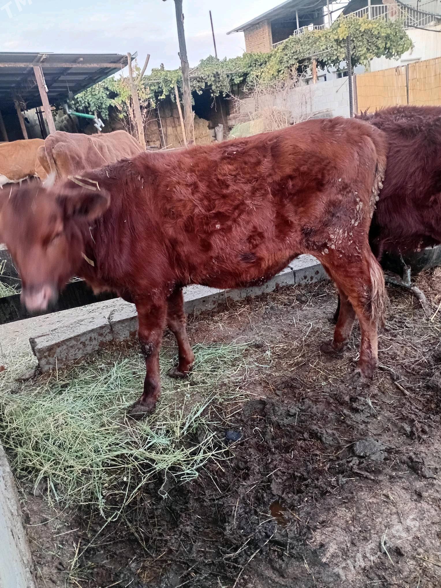 tuwe - Бахарден - img 4