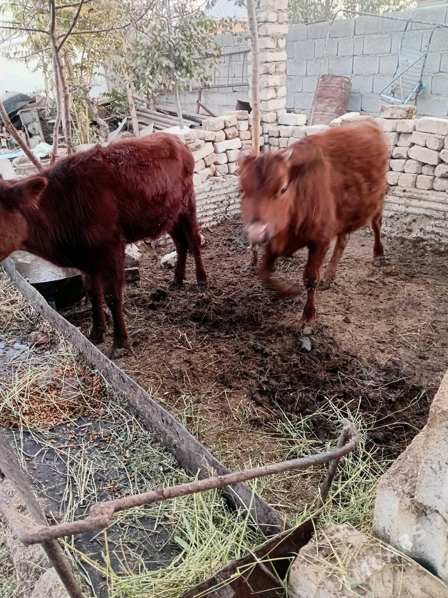 tuwe - Бахарден - img 2