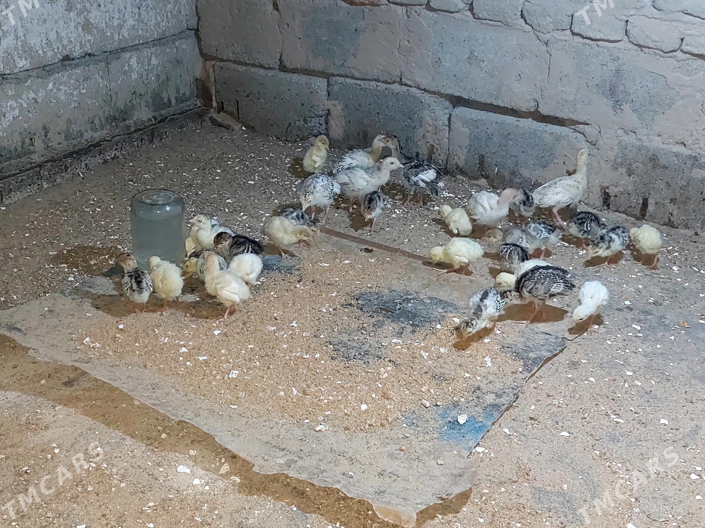 induk jüje - Бахарден - img 2