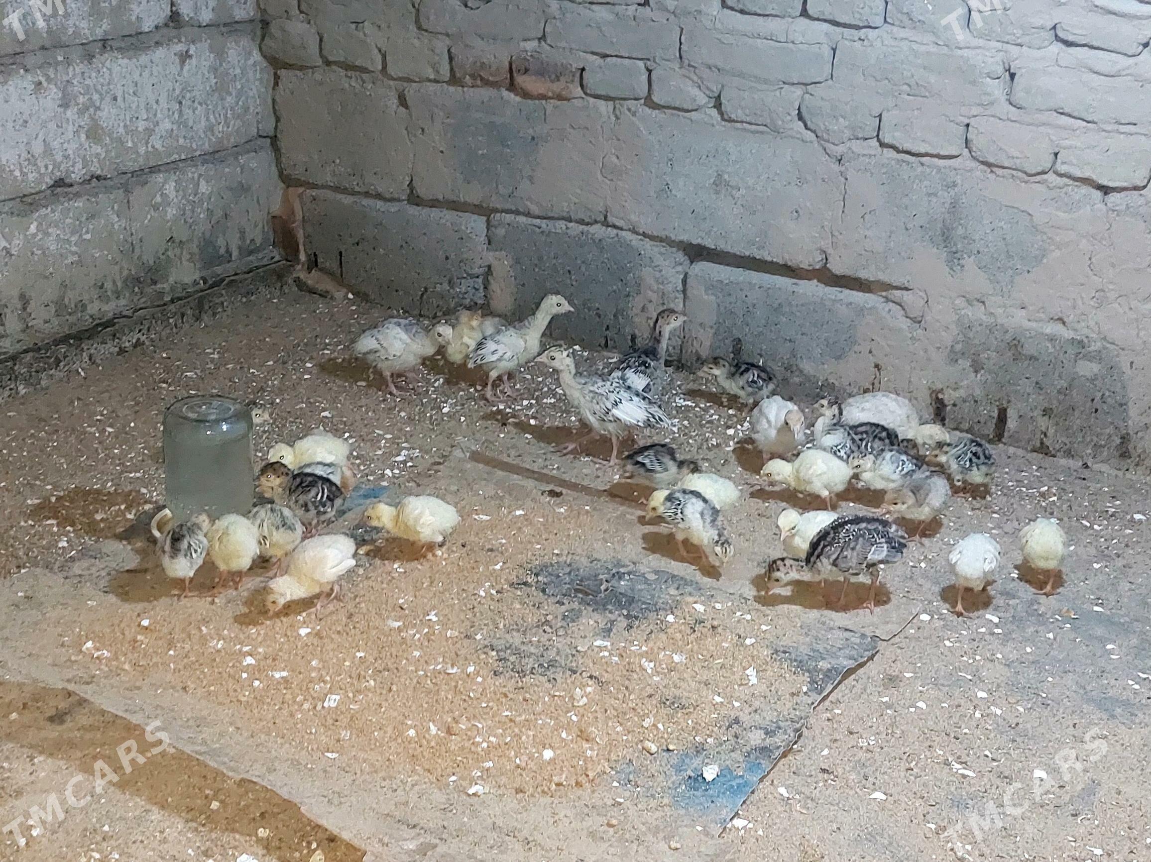 induk jüje - Бахарден - img 3