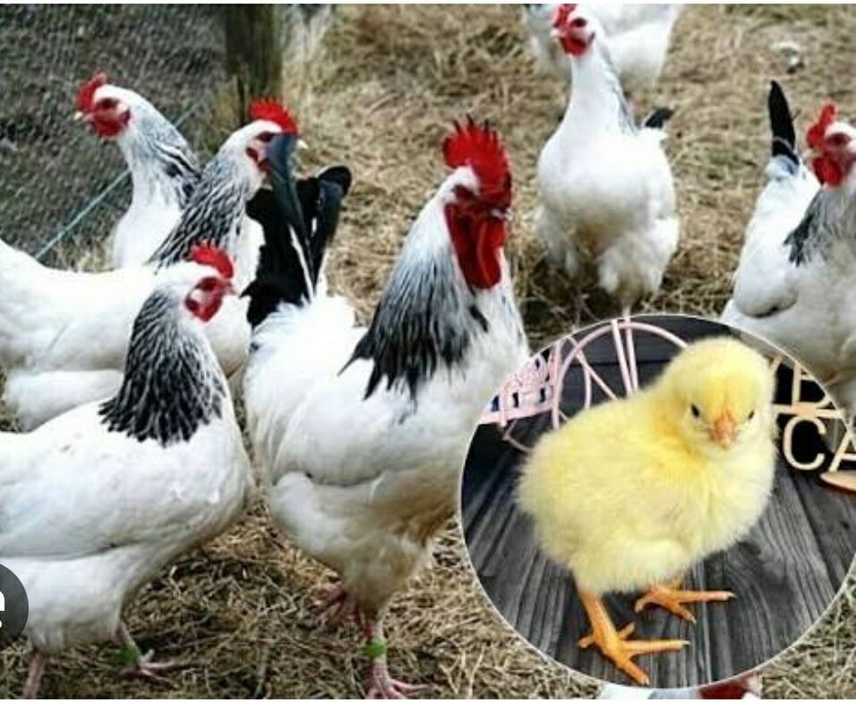 adler towuk - Aşgabat - img 3