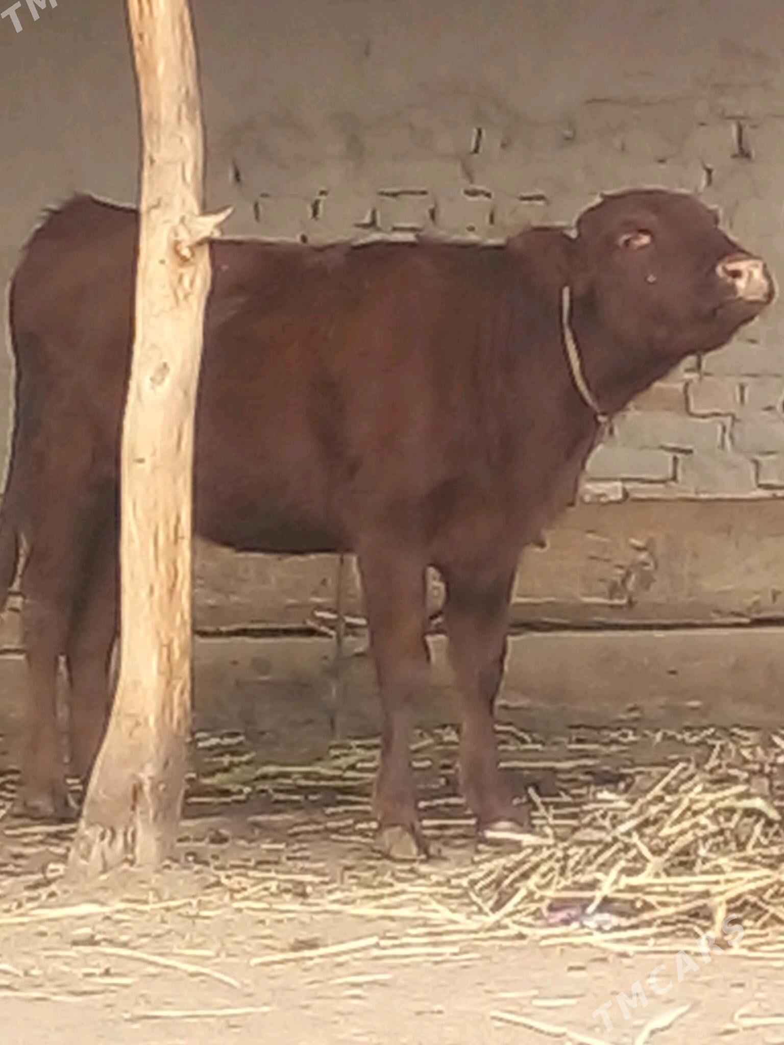 келек парода - Köneürgenç - img 2