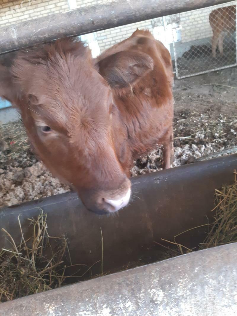 hojekli sygyr arassa burlat - Чарджоу - img 1