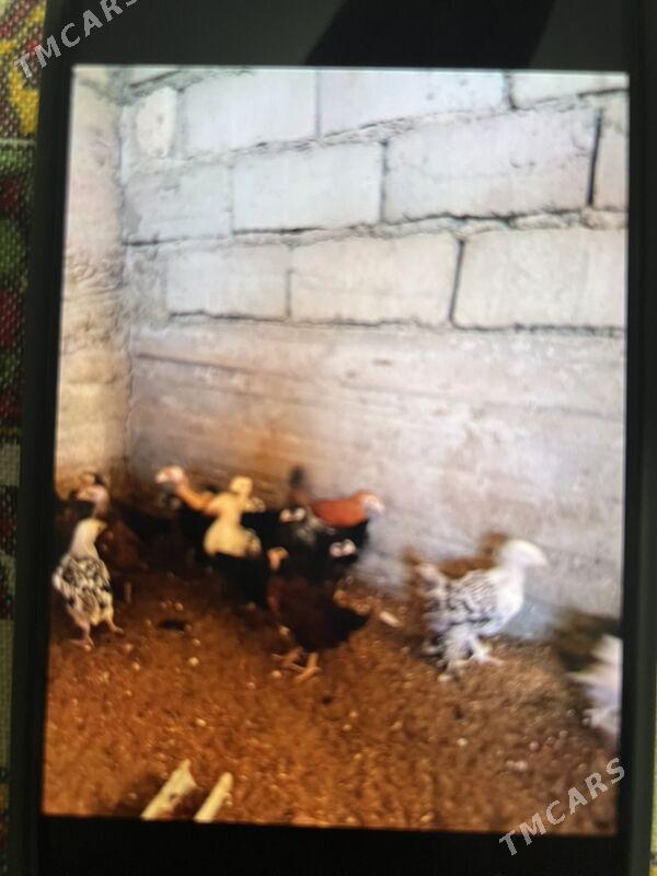 Juyjeler - Gumdag - img 1