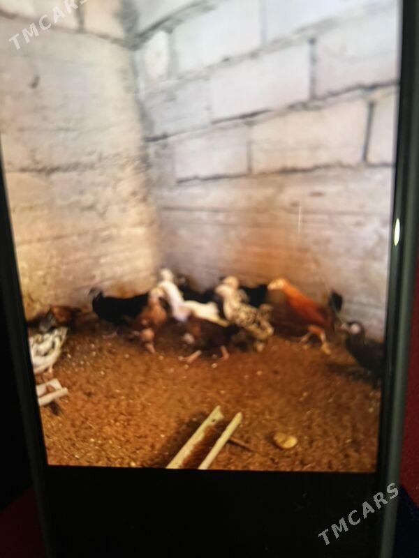 Juyjeler - Gumdag - img 2