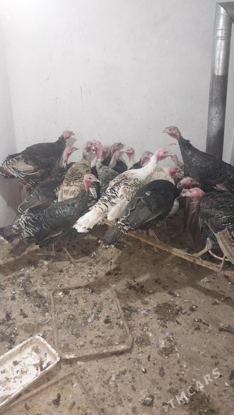 INDUK - Tejen - img 1