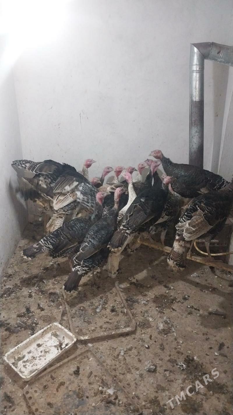 INDUK - Tejen - img 5