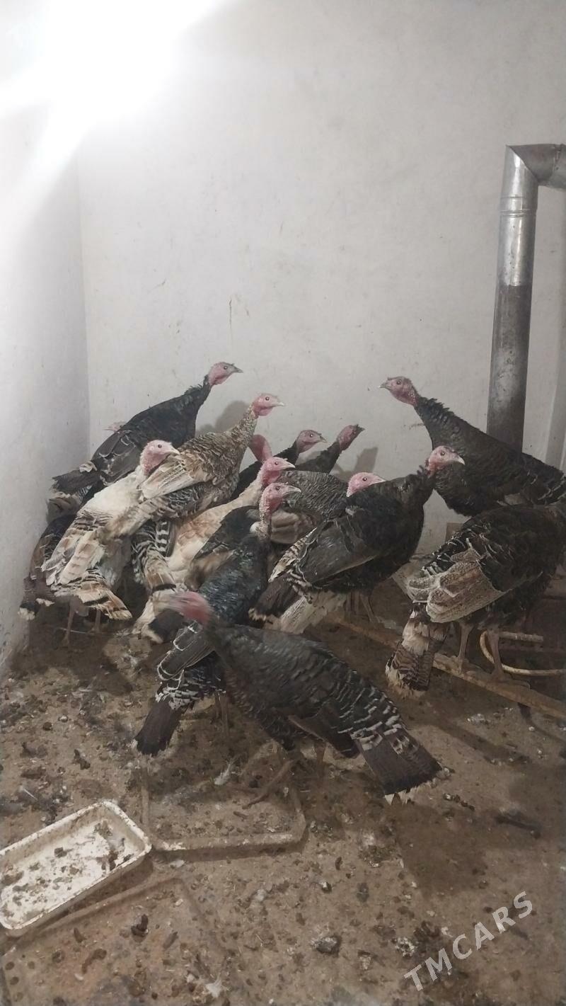 INDUK - Tejen - img 2