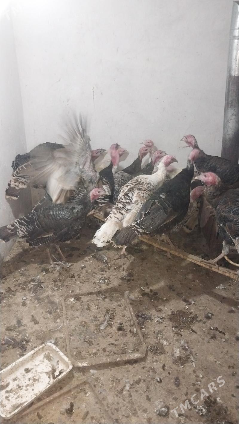 INDUK - Tejen - img 4