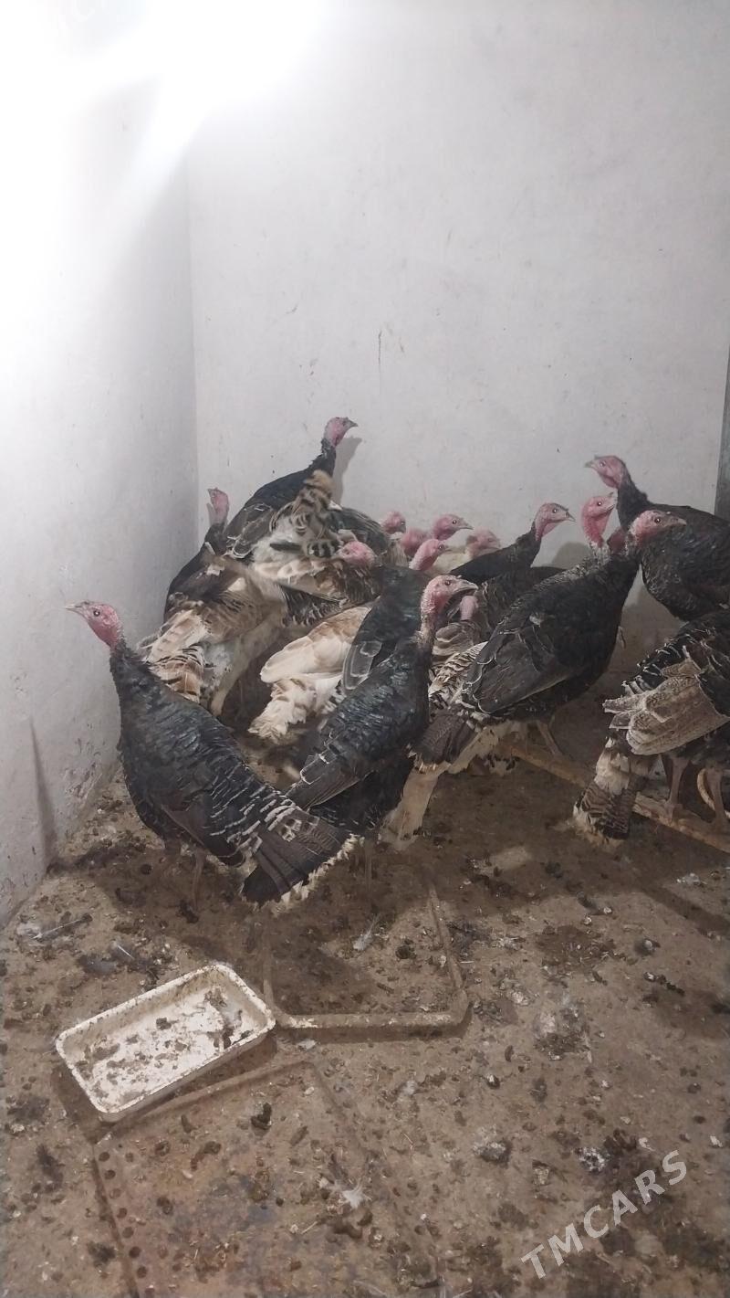 INDUK - Tejen - img 3