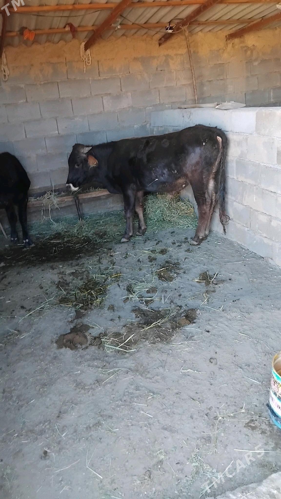 öküz - Bäherden - img 1