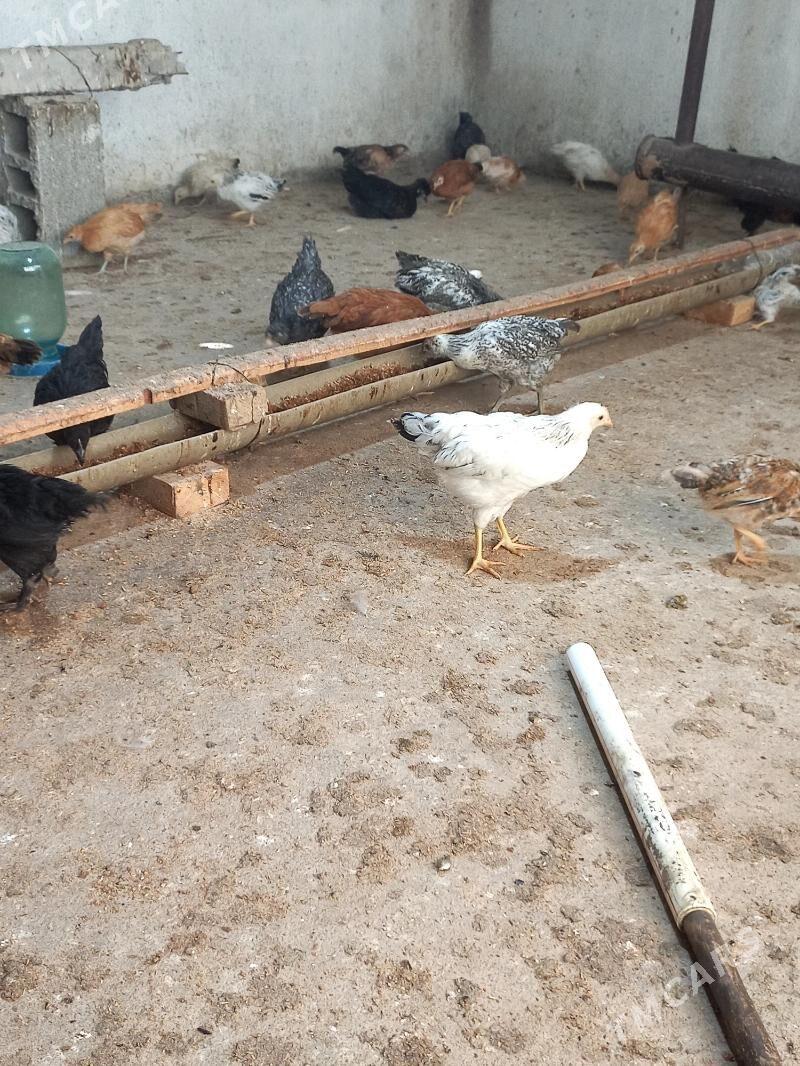 Towuk juje - Gökdepe - img 3