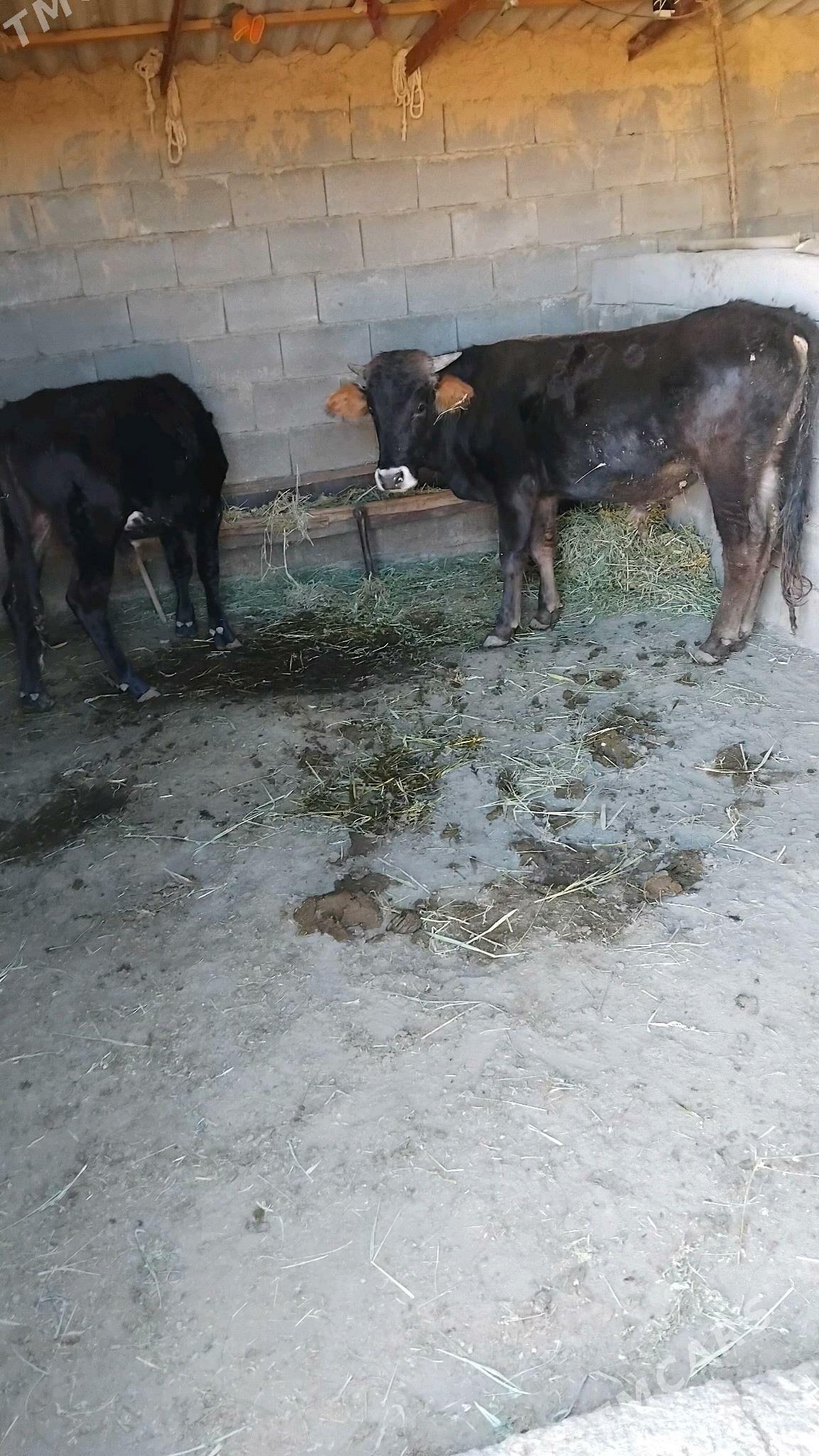 öküz - Bäherden - img 2