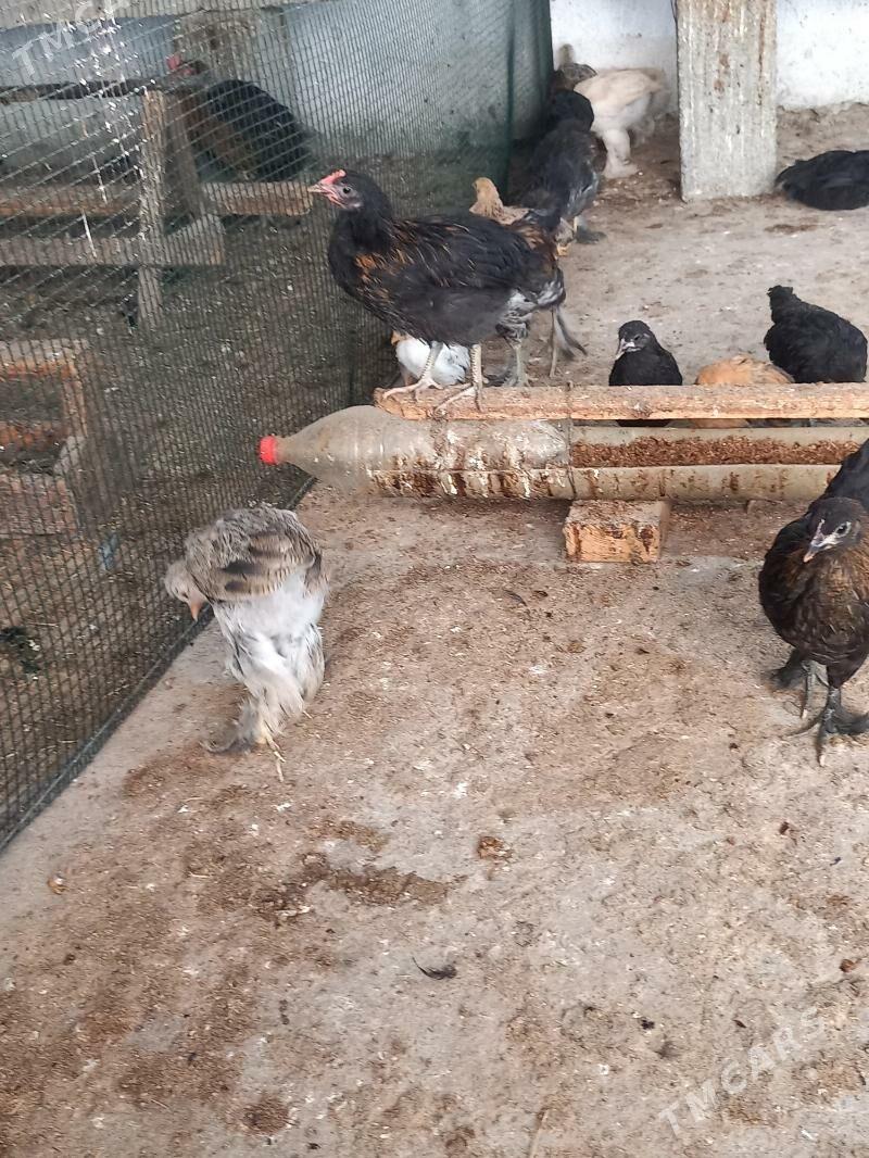 Towuk juje - Gökdepe - img 1