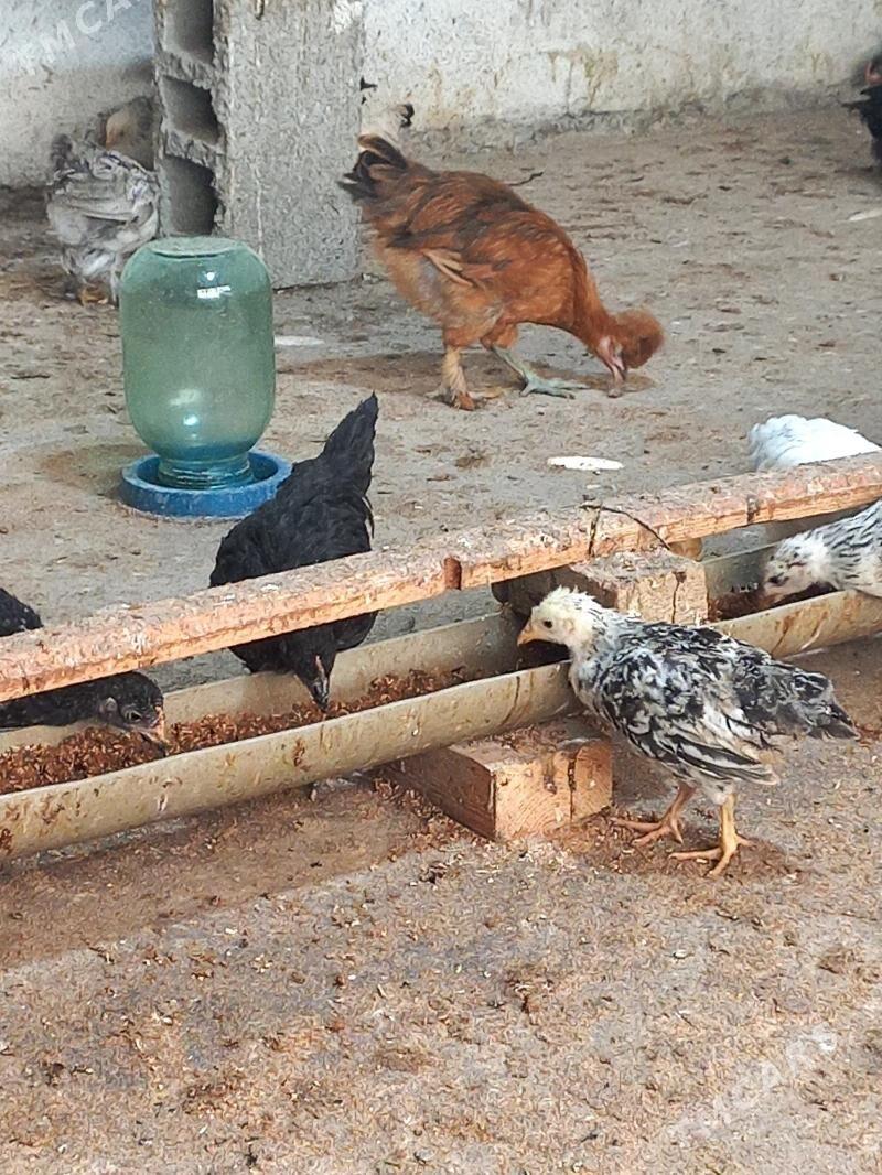 Towuk juje - Gökdepe - img 2