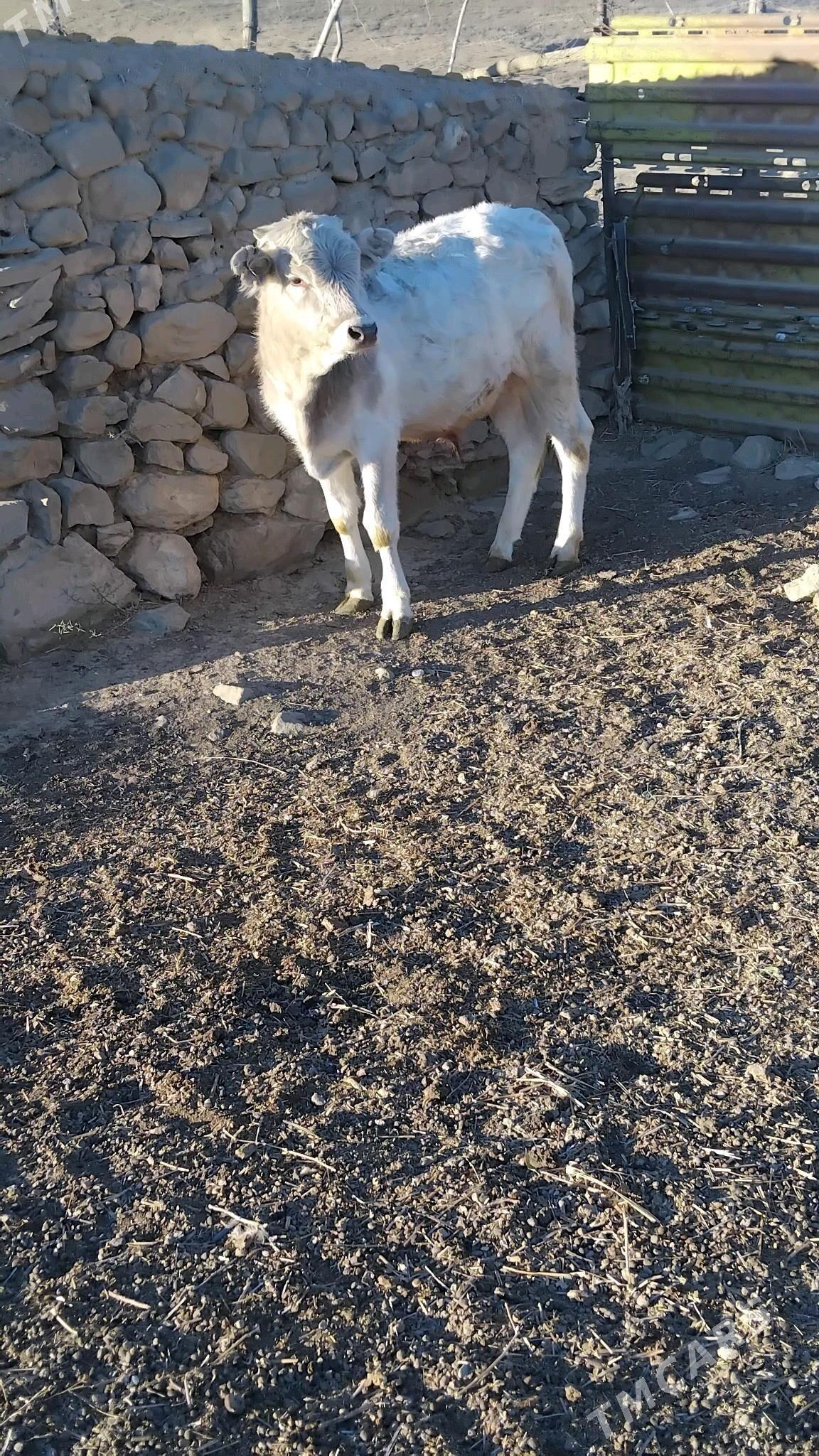 öküz - Bäherden - img 1