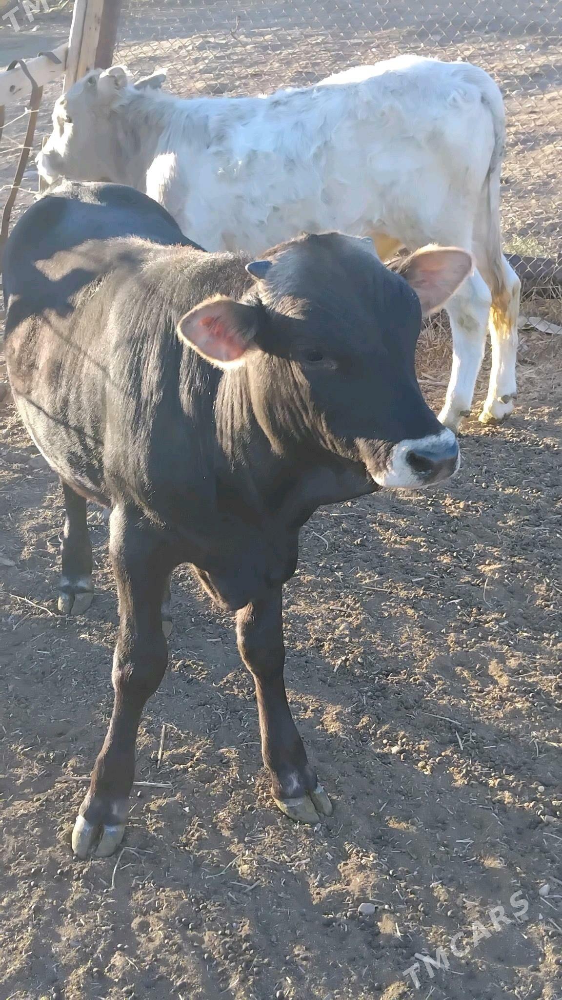 öküz - Bäherden - img 2