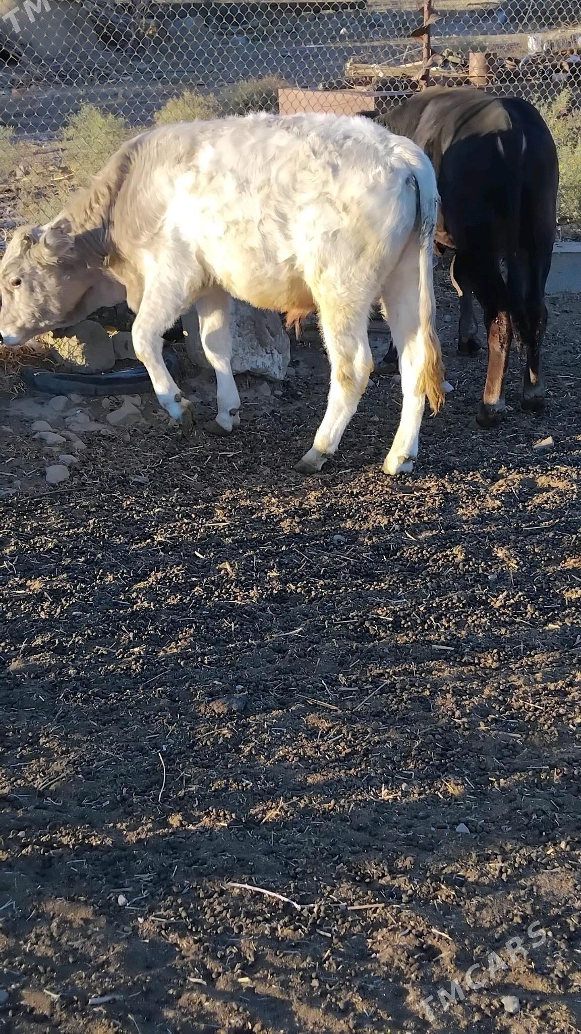 öküz - Bäherden - img 3