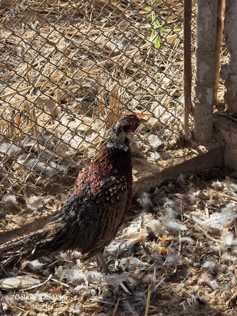 Sulgun fazan - Байрамали - img 2