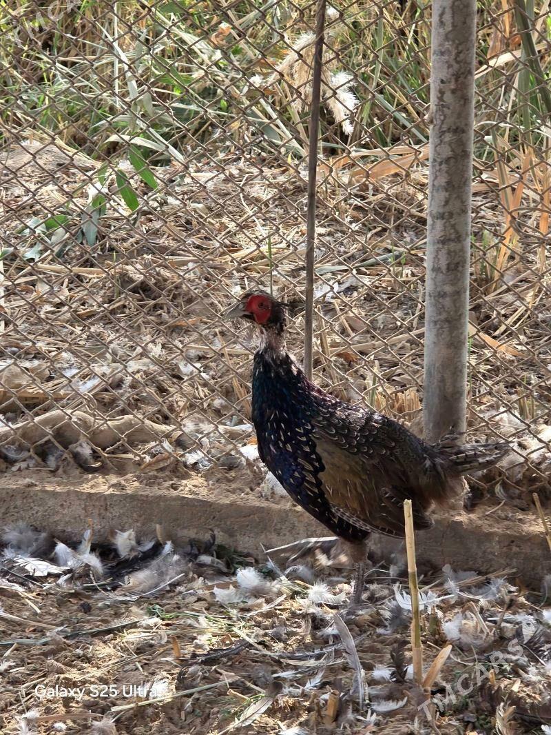 Sulgun fazan - Байрамали - img 3