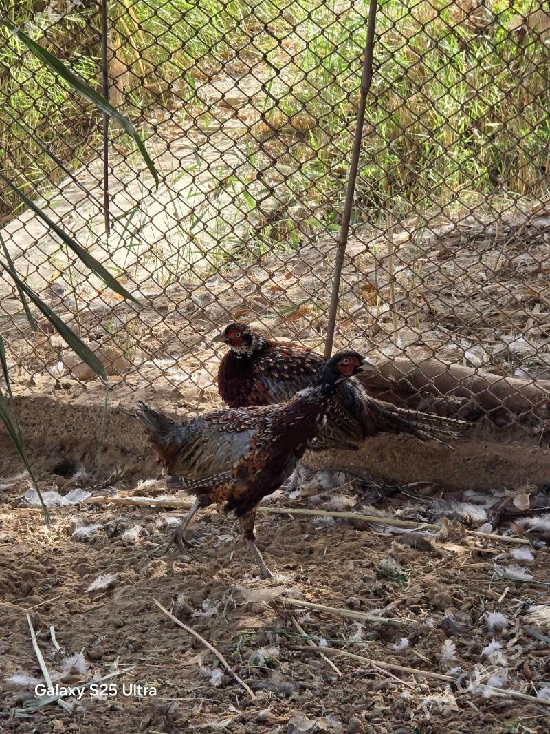 Sulgun fazan - Байрамали - img 1