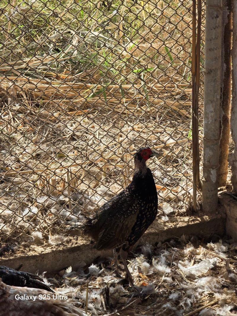 Sulgun fazan - Байрамали - img 4