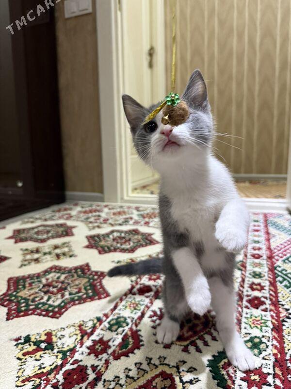 pisijek - 6 мкр - img 2