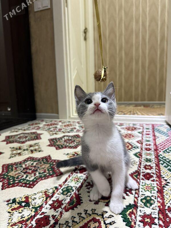 pisijek - 6 мкр - img 1