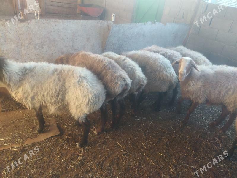 Goýun - Bereket - img 4