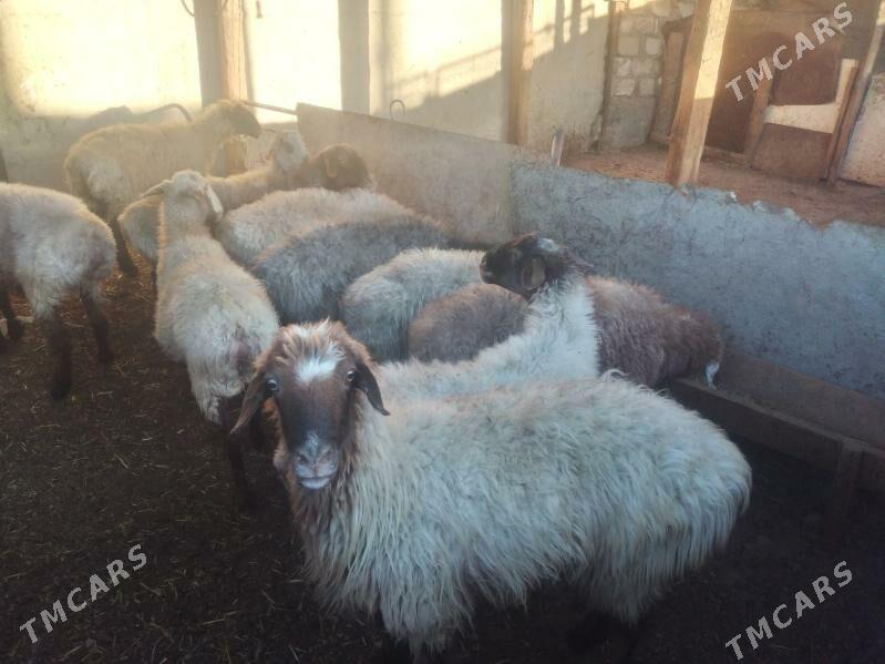 Goýun - Bereket - img 3