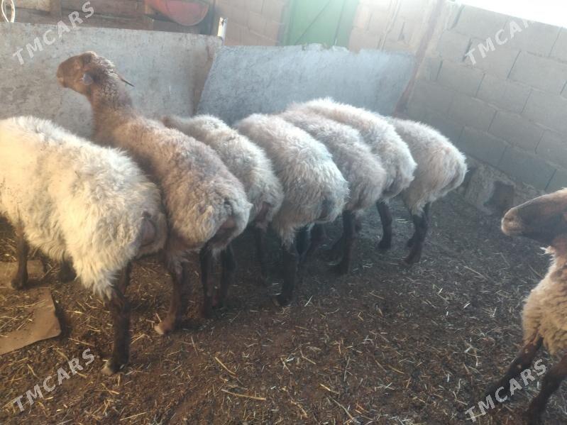 Goýun - Bereket - img 1