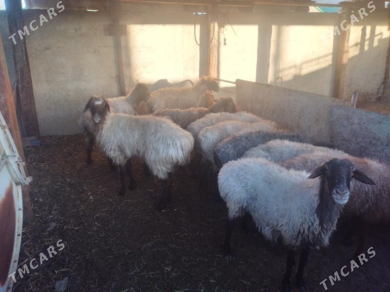 Goýun - Bereket - img 2