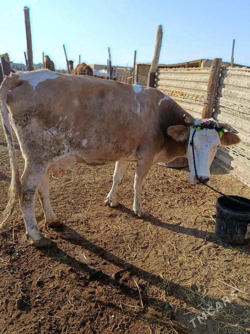 smental sygyr - Esenguly - img 4