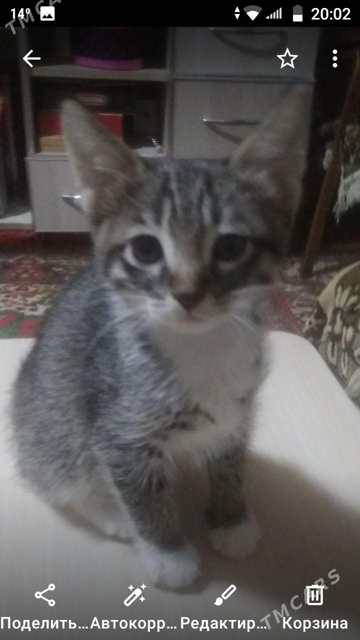 Котята - Бузмеин ГРЭС - img 1